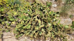 Opuntia microdasys
