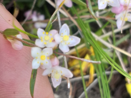 Image of Lachnaea burchellii by (c) kevin koen, some rights reserved (CC BY-SA)