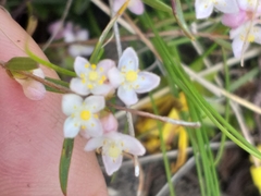 Lachnaea burchellii