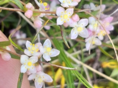 Lachnaea burchellii
