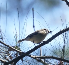 Gerygone magnirostris