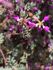 Anthidium maculifrons