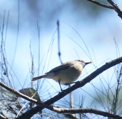Gerygone magnirostris