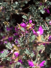 Anthidium maculifrons