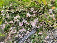 Lachnaea burchellii
