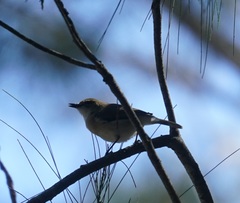 Gerygone magnirostris