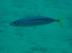 Elagatis bipinnulata