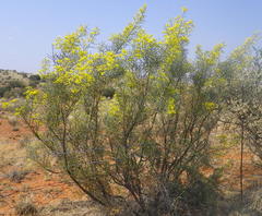 Calobota cuspidosa