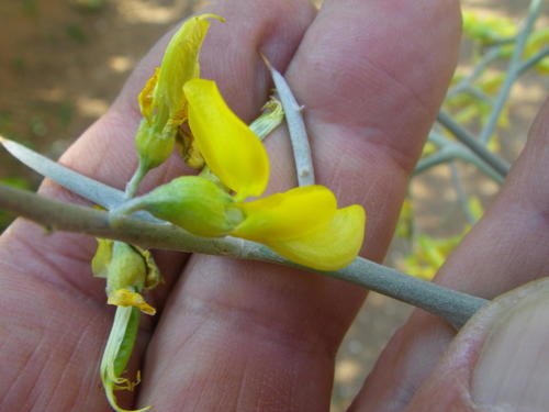 Prickly Gannabush (Calobota cuspidosa)