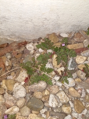 Erodium cicutarium