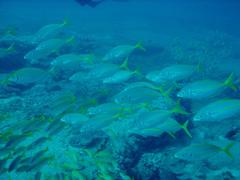 Pseudocaranx dentex