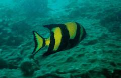 Oplegnathus robinsoni