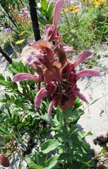 Salvia lanceolata