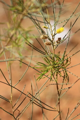 Acacia tenuissima