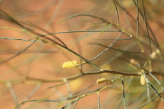 Acacia tenuissima