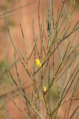 Acacia tenuissima