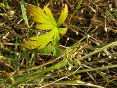 Geranium palustre