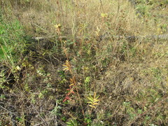 Potentilla longifolia
