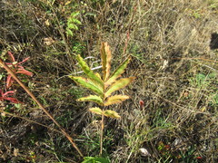 Potentilla longifolia