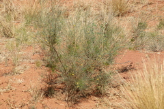 Acacia tenuissima