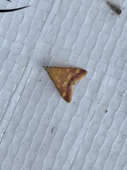 Pyrausta pseudonythesalis