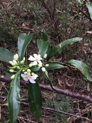 Philotheca myoporoides