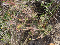 Crassula mollis