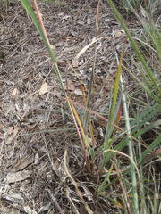 Diheteropogon amplectens