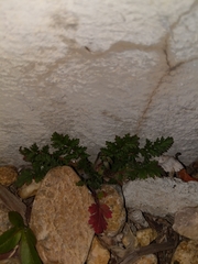 Erodium cicutarium