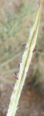 Diheteropogon amplectens