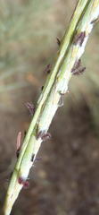 Diheteropogon amplectens