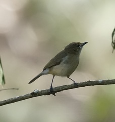 Gerygone magnirostris