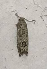 Pelochrista costastriata