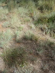 Diheteropogon amplectens