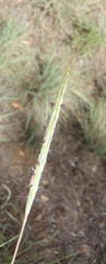 Diheteropogon amplectens