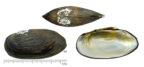 Nodularia douglasiae