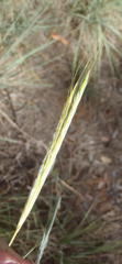 Diheteropogon amplectens