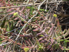 Crassula mollis
