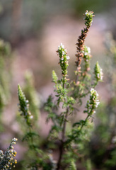 Nepeta annua