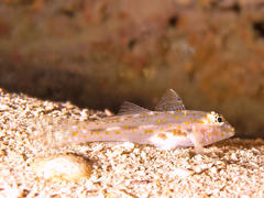 Fusigobius pallidus