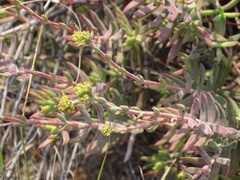Crassula mollis