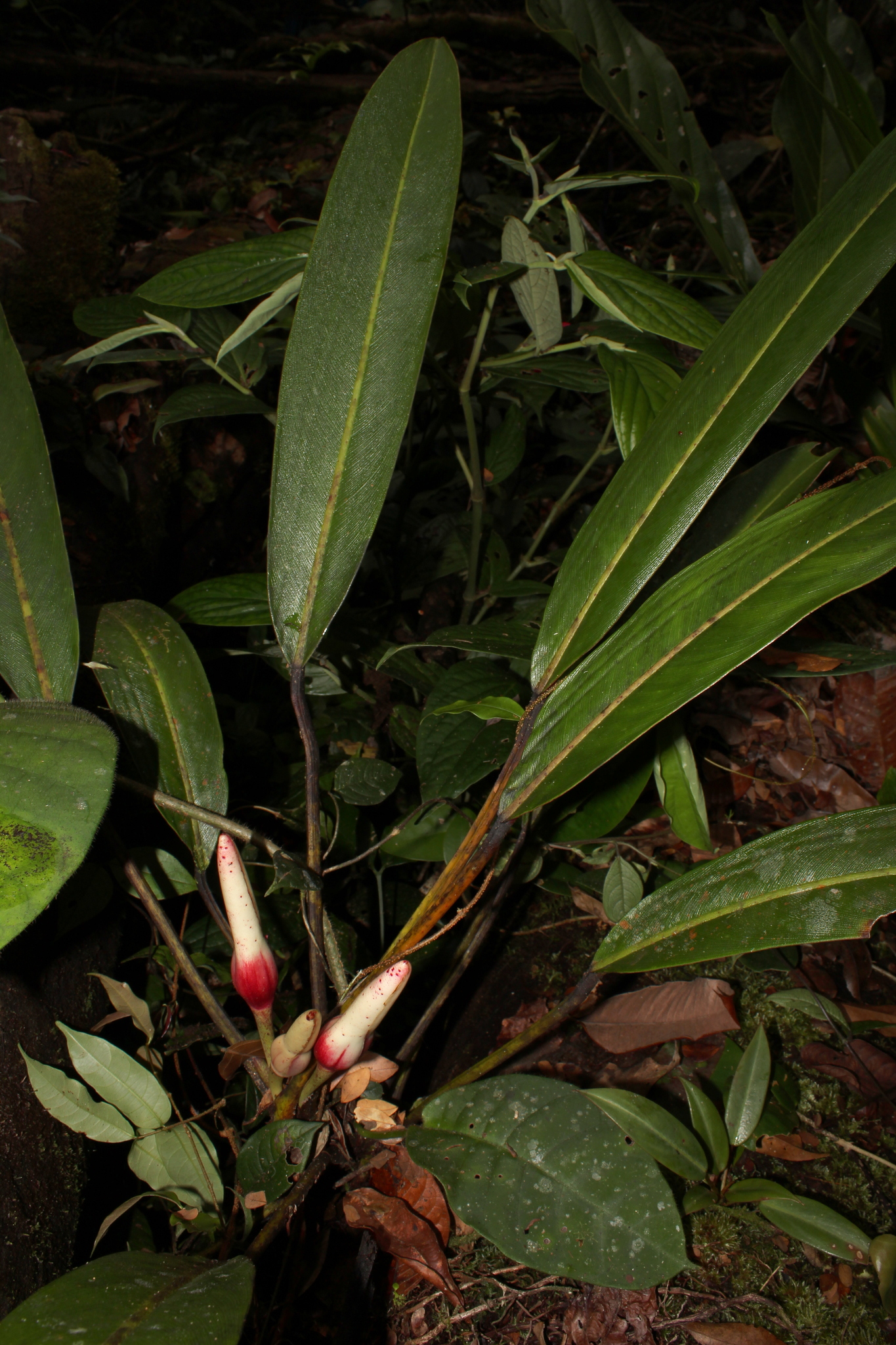 Philodendron callosum  iNaturalist