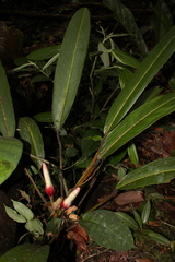 Philodendron callosum