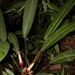 Philodendron callosum - Photo (c) Sébastien SANT, μερικά δικαιώματα διατηρούνται (CC BY-NC), uploaded by Sébastien SANT