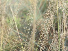 Pogonarthria squarrosa