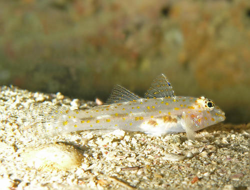 Pallid sandgoby (Fusigobius pallidus) — Gobiidae — 4