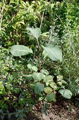 Salix magnifica