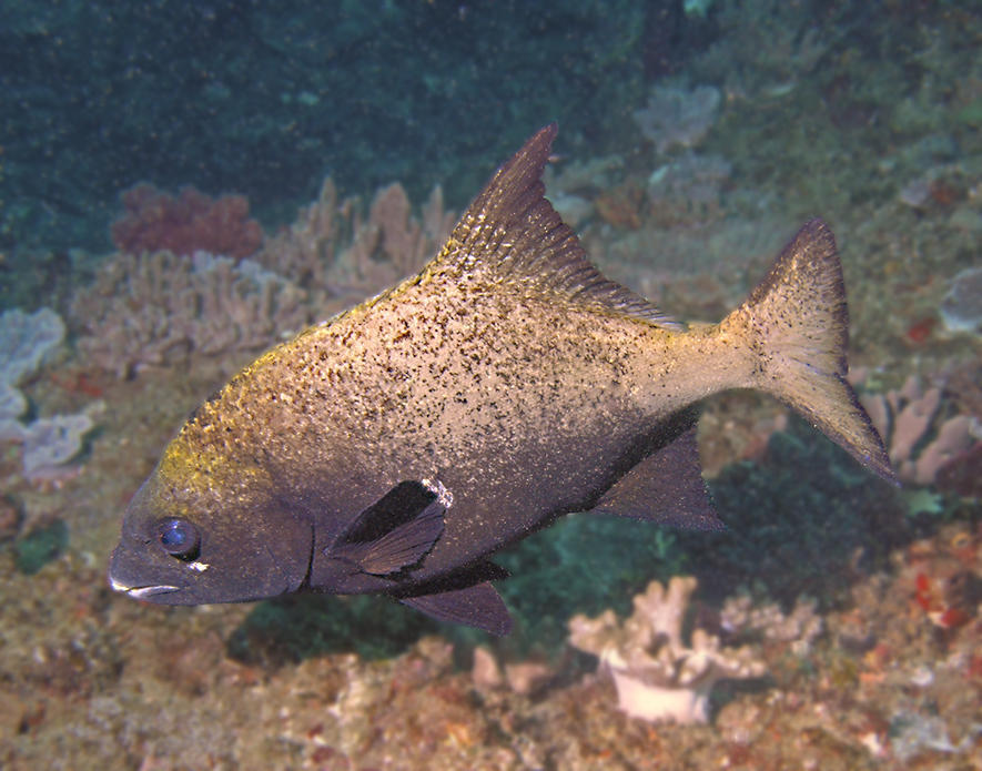 Natal Knifejaw