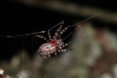Alpaida alticeps