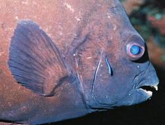 Oplegnathus robinsoni